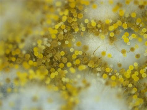 A microbial biorealm page on the genus aspergillus niger. Aspergillus Niger 2 | Picture of Aspergillus Niger (A ...