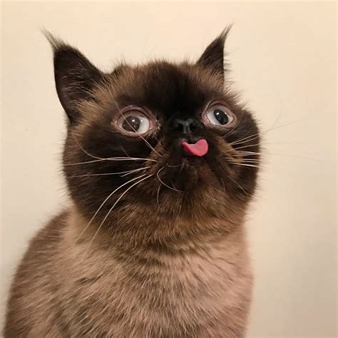 The Best Blep On Instagram Has Been Found And It Belongs To Ikiru The Cat