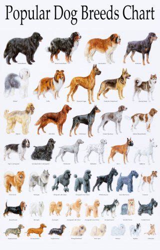 Bird Dog Breeds Chart