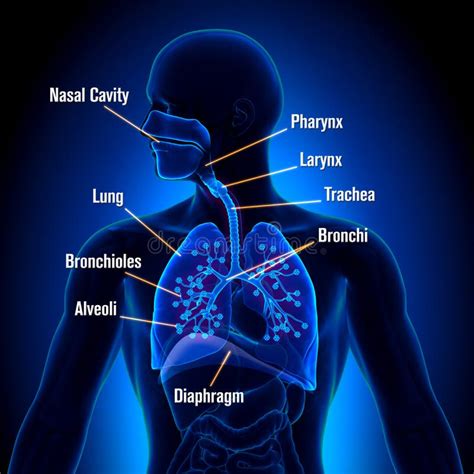 Apparato Respiratorio Vista Di Anatomia Dei Polmoni Illustrazione Di Stock Illustrazione Di
