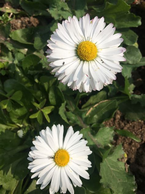 Buy White Daisy Live Plant Bloomybliss Flower Shop