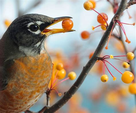 Red and the Peanut: While an American Robin picks a berry...I'll pick ...