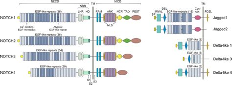 Frontiers The Notch Pathway And Its Mutations In Mature B Cell Malignancies