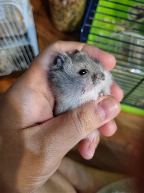 Short Dwarf Hamster Baby Hamsters Adopted 2 Years Winter White Dwarf