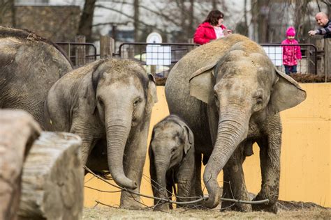 Niektóre z nich są wielkie i drapieżne, zaś inne małe, kud. Den pro slony v Zoo Ostrava | Magazín NAŠE MĚSTO