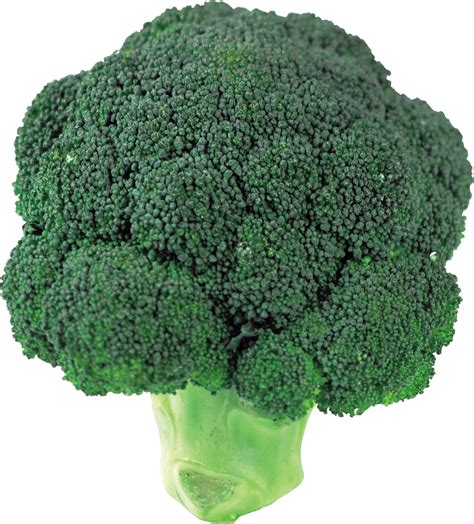 Broccoli Png Transparent Image Download Size 1156x1280px