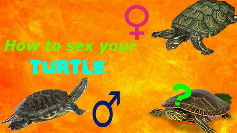 How To Tell If Your Turtle Is Male Or Female Youtube