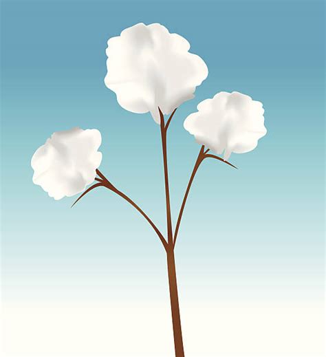 Top 60 Cartoon Of A Cotton Plant Clip Art Vector Graphics