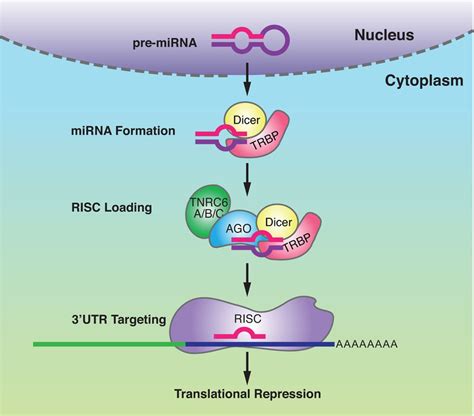 Rna Interference In The Cytoplasm Of Mammalian Cells Pre Mirnas Are