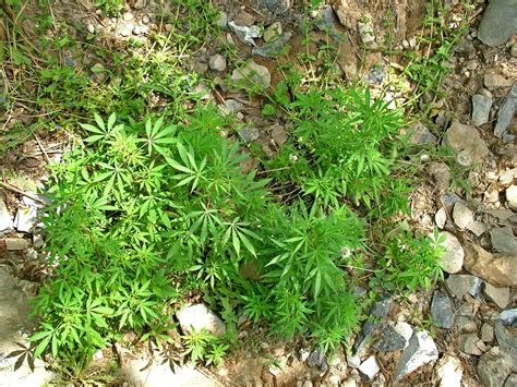 Where Does Cannabis Grow Wild The Growthop