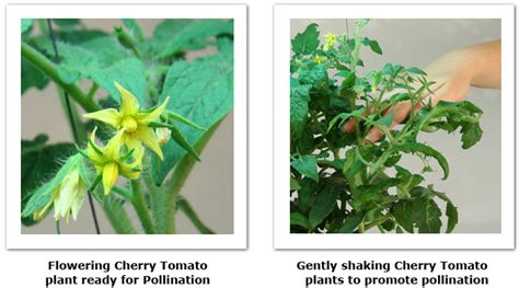 The tomato flowers are the perfect flowers because these flowers contain both an ovary and ovules, and a stamen, so they are considered both male and female. Do Tomato Plants Have Male And Female Flowers ...