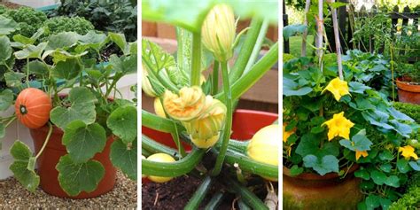 How To Grow Pumpkins In Containers A Step By Step Guide