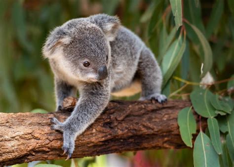 Koala Joey Stock Photos Pictures And Royalty Free Images Istock