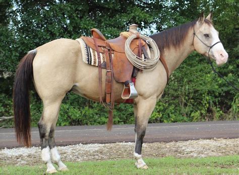 Buckskin Horse Beautiful Buckskin Mustang For All Horse Lovers Out