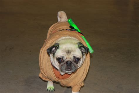Halloween Costumes For Pugs Confessions Of A Pugophile