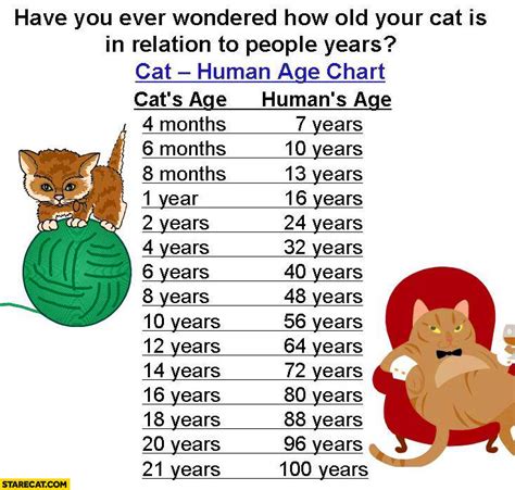 Ages and stages a new chart helps pet parents calculate their cats' age in relation to human years by dr. How old is your cat in relation compared to people years ...