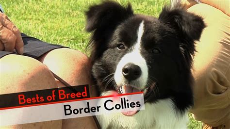 Border Collie Bests Of Breed Youtube