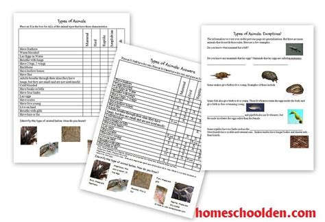 Print answer key pdf take now schedule copy. Animal Unit: Vertebrate-Invertebrate Animals Worksheet Packet (40+ Pages) | Homeschool education ...