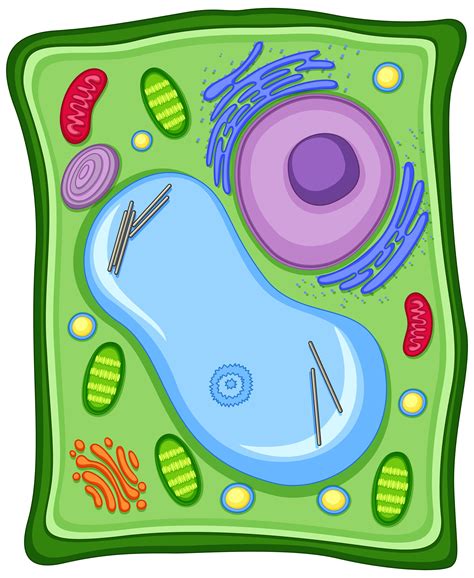 Plant Cell With Cell Membrane 419741 Vector Art At Vecteezy