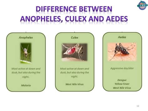 Difference Between Major Mosquito Species Anophele Culex And Aedes Sp
