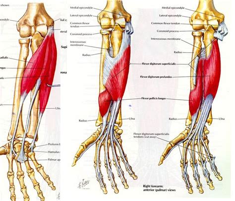 Extensor Muscles Of Forearm Muscles Of The Forearm Extensor The