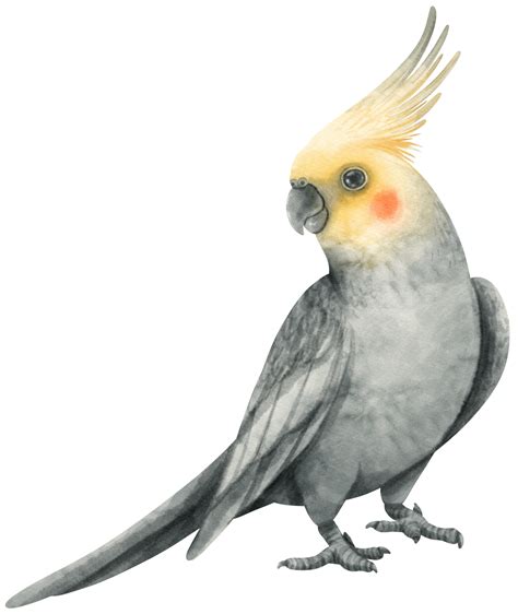 Watercolor Cockatiel Bird Illustration 9373052 PNG