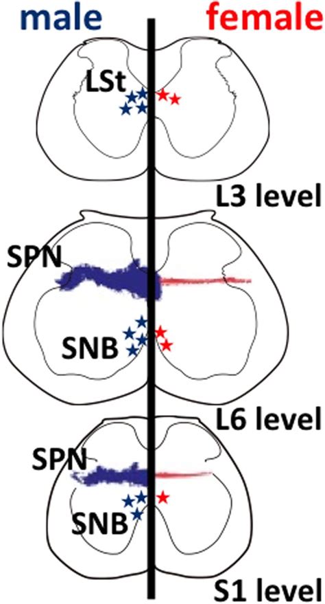 Schematic Drawings Of Neural Sexual Dimorphisms In The Rodent Lumbar