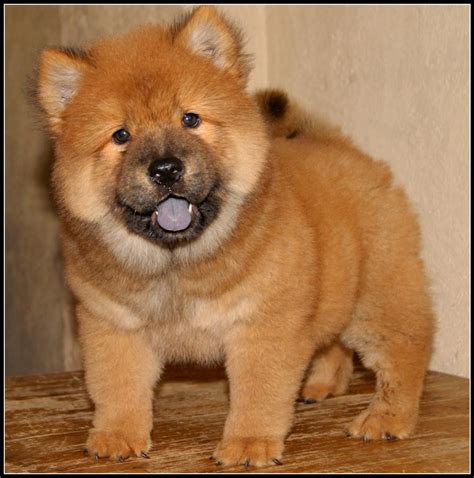 Cute Red Chow Chow Puppies Doggies Pinterest Chow Puppies Dog