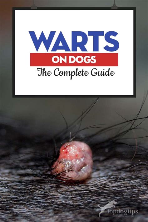 Warts On Dogs The Complete Guide We Are The Pet