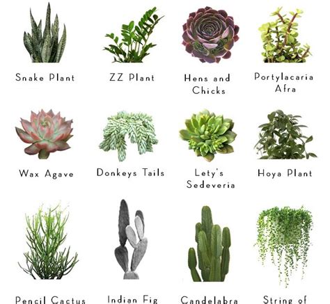 Cactus And Succulents Names Succulent Plant