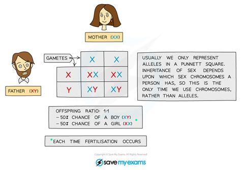 17 1 2 the inheritance of sex cie igcse biology revision notes 2023 save my exams