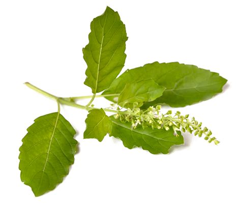 Tulsi Leaf Png