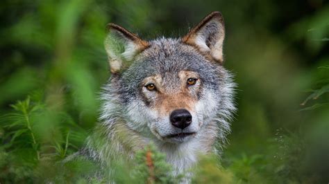Animal Wolf 4k Hd Animals Wallpapers Hd Wallpapers Id 34277