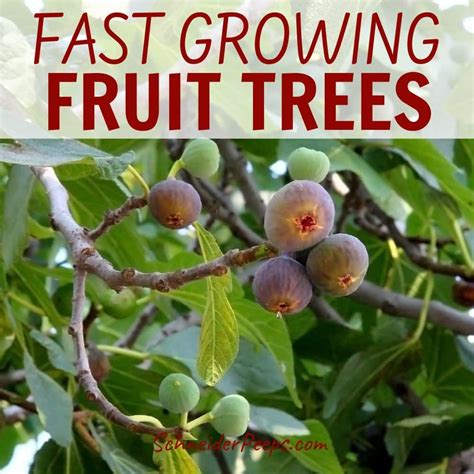 Six Fast Growing Fruit Trees And One Vegetable