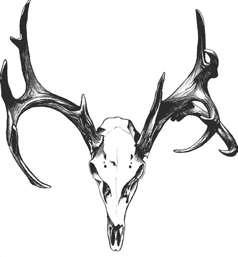 Black And White Deer Drawing At Getdrawings Free Download