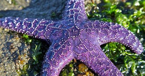 Purple Starfish Flickr Purples Pinterest Starfish