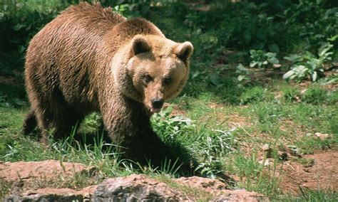 Italian Authorities Urged Not To Kill Bear Who Attacked Man In Woods