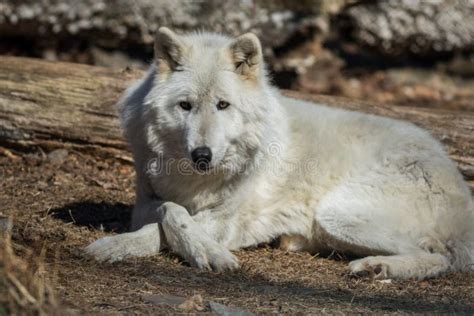White Arctic Wolf Relaxed Pose In Early Spring Stock Photo Image Of