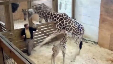 New Mother April The Giraffe Kicks Doctor In The Genitals Newshub