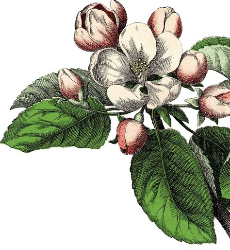 11 Pink Botanical Clip Art Vintage Flowers Updated Apple Blossom