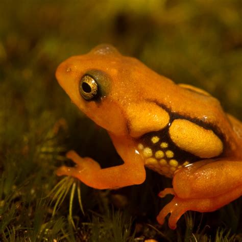 Zsi Lists 20 Species Of Amphibians As Critically Endangered