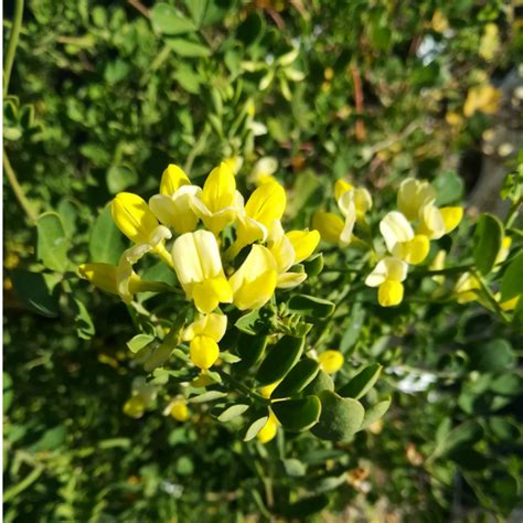 Coronilla Valentina Citrina