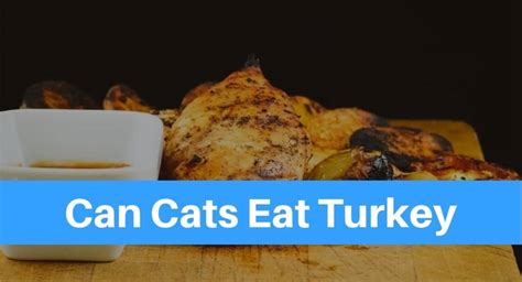Even then, some cats may already start experiencing problems in their digestive system from just a honey will increase a cat's insulin levels, so diabetic cats should never eat honey. Can Cats Eat Turkey? - Petsolino