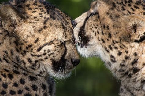Mood Kiss Cheetah G Wallpaper 2048x1365 309872