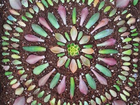 How To Propagate Cacti And Succulents World Of Succulents