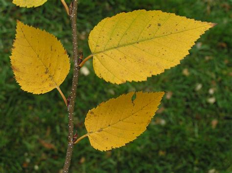 Yellow Birch Purdue Fort Wayne