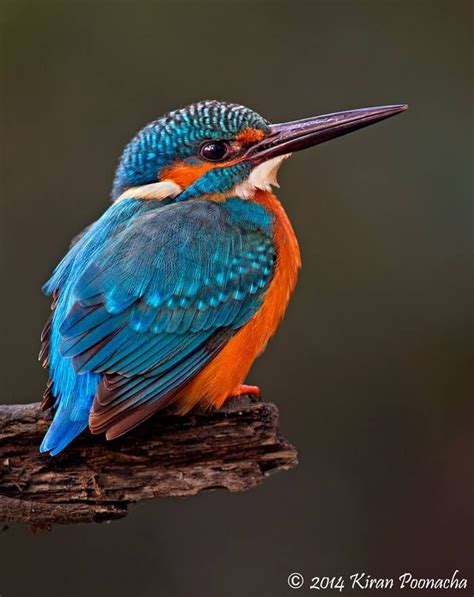 262 Best My Favorite Bird Kingfisher Images On Pinterest Common