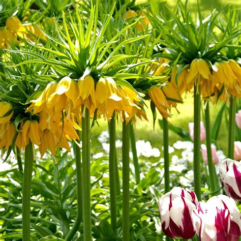 Fritillaria Crown Imperial Yellow Easy To Grow Bulbs