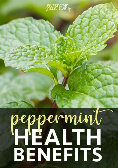 Health Benefits Of Peppermint Five Spot Green Living