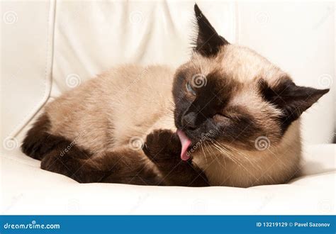 Siamese Cat Stock Image Image Of Kitten Hair Male 13219129